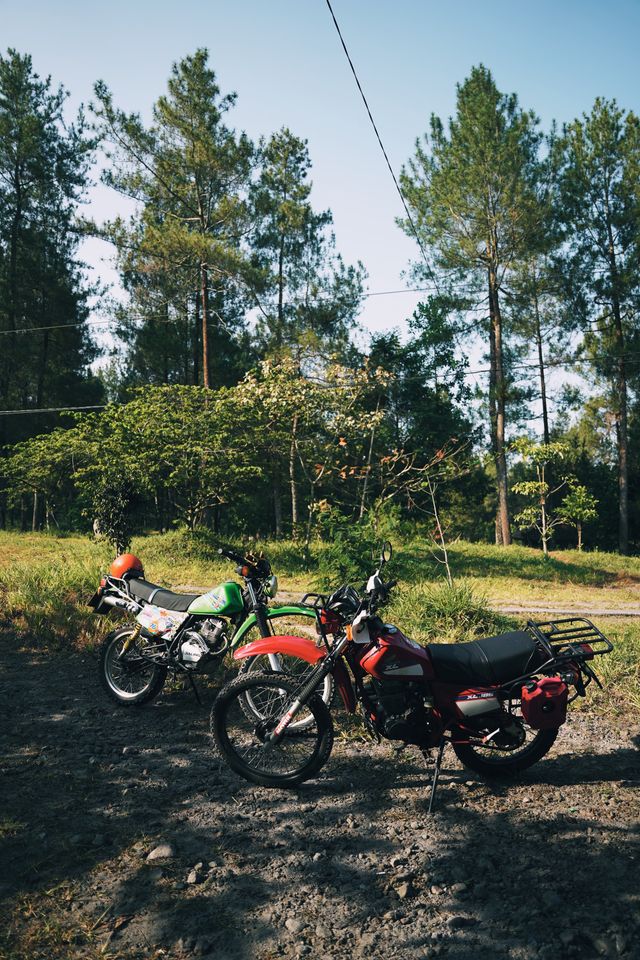 Two trail motorcycles parked together in green woodland