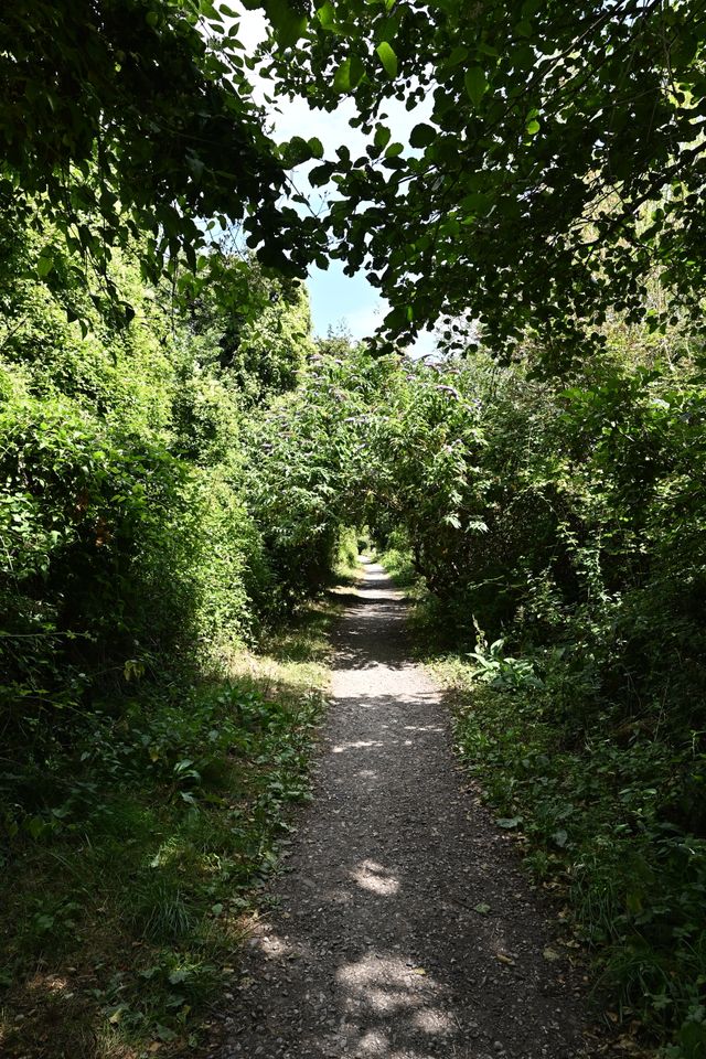 A green tunnel-like unpaved lane hemmed in by hedgerows on both sides