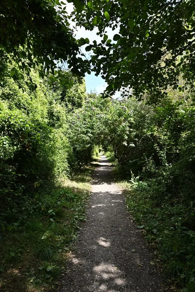 A green tunnel-like unpaved lane hemmed in by hedgerows on both sides