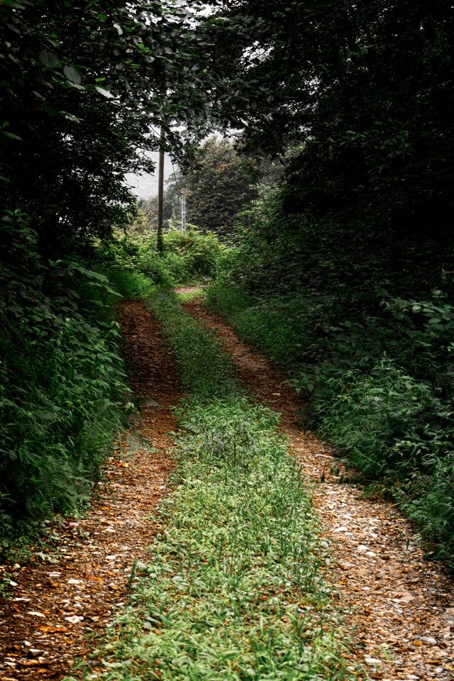 A muddy two-track green lane running through dark woodland