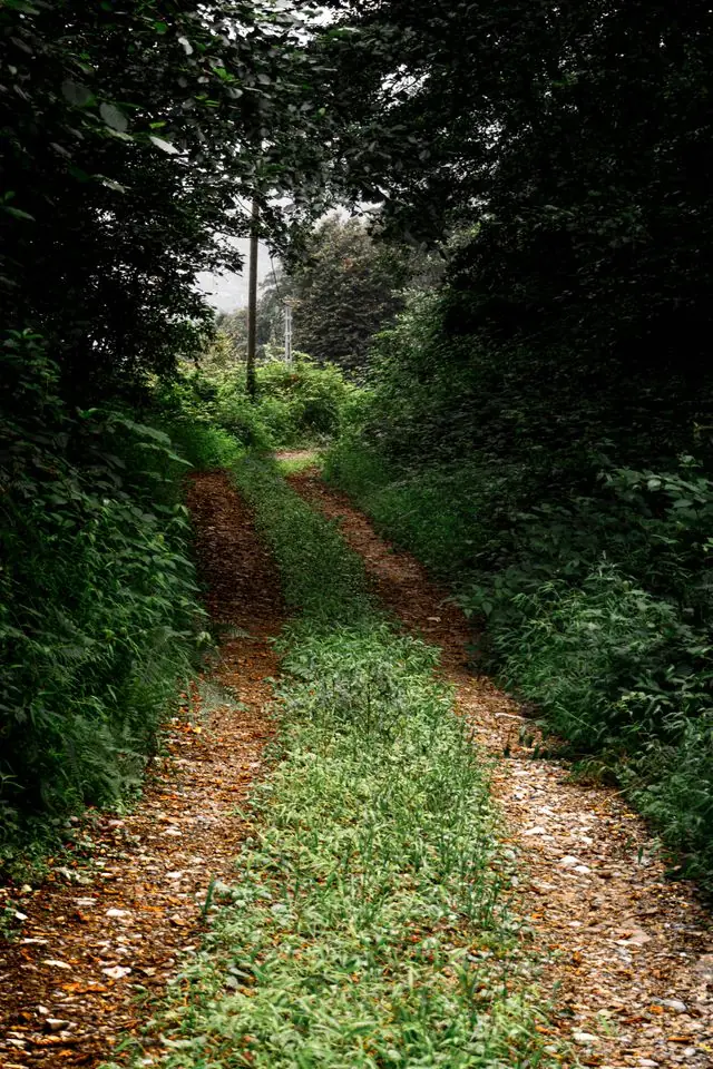 A muddy two-track green lane running through dark woodland