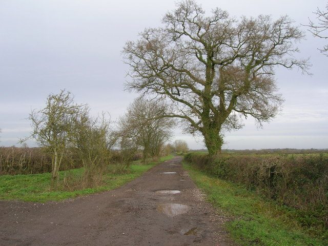 The Fosse Way byway in Wiltshire, a straight dirt track with puddles between hedges and a large oak tree