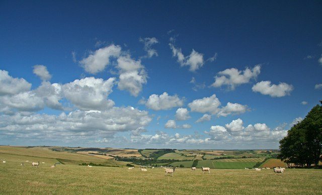 Sheep grazing in a field beside the Ox Drove on Cranborne Chase under a blue sky with white clouds