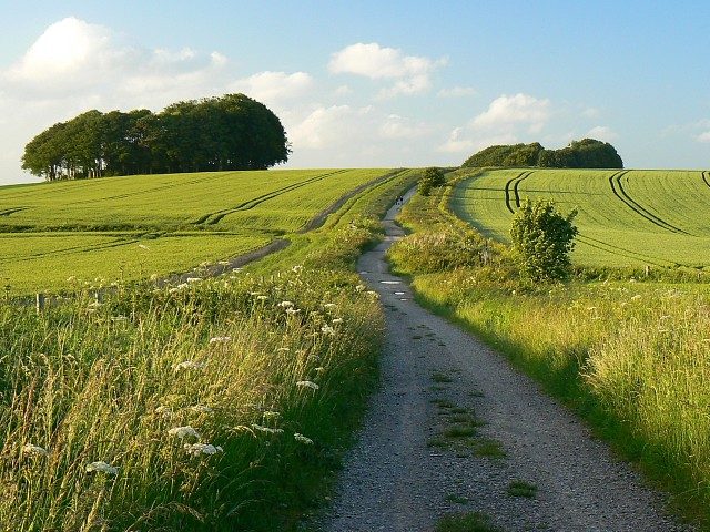The Ridgeway at Hackpen Hill in Wiltshire, a wide chalk and gravel track between green fields with a clump of trees on the skyline