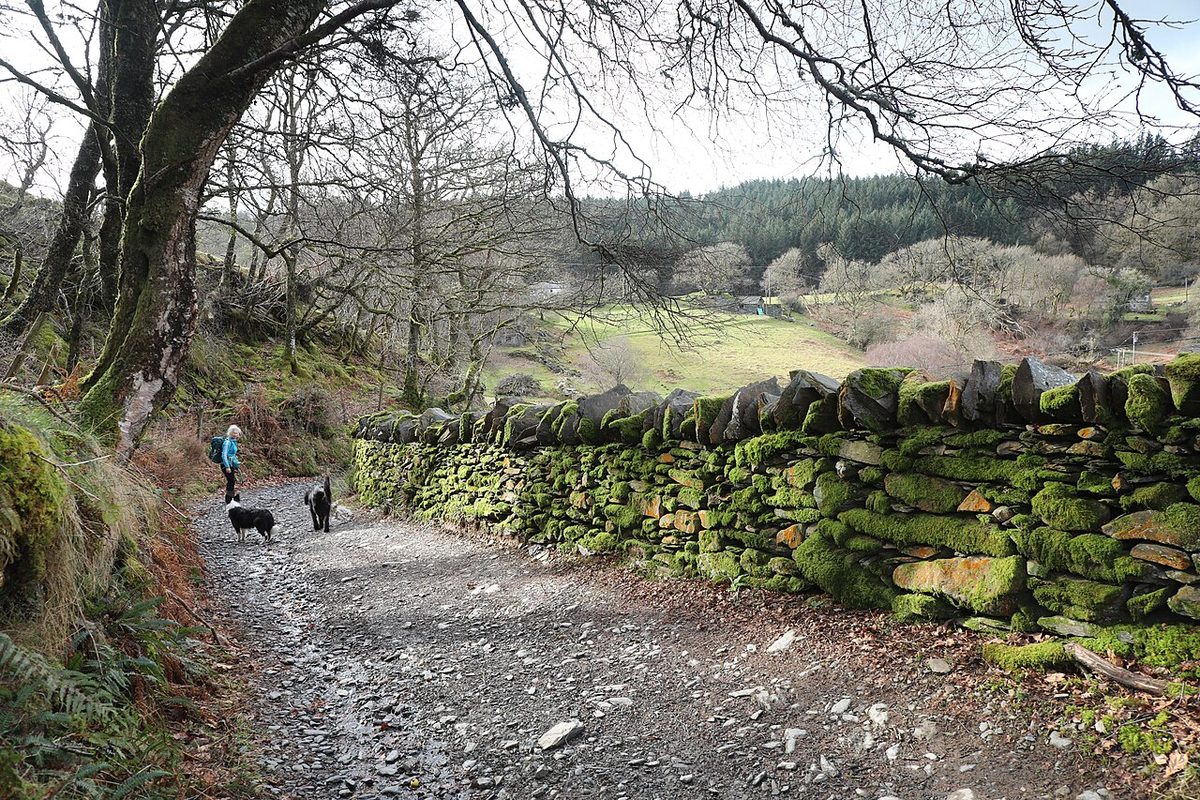 Sarn Helen above Rhiwddolion, a stony old road beside a mossy dry stone wall under bare trees, with walkers and a dog ahead